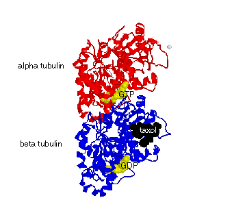 Tubulin Structure