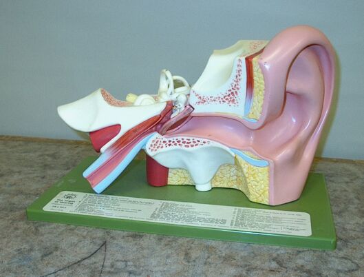 Ear model