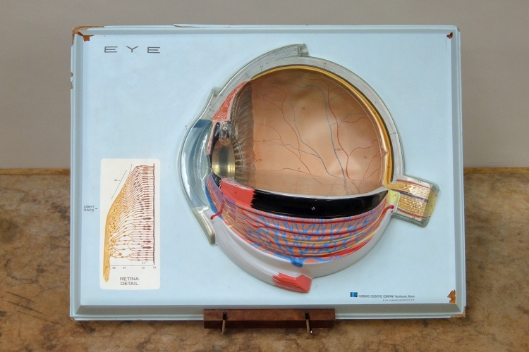 Eye model Eye model