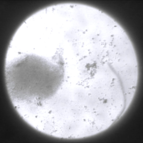 Screen showing crowd of bacteria swimming to the left