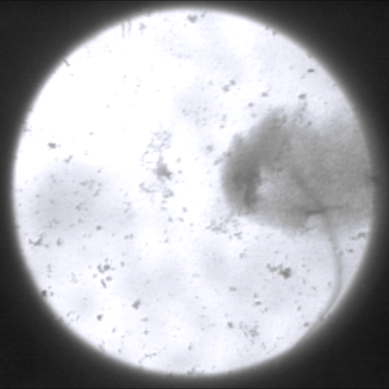 Screen showing crowd of bacteria swimming to the right