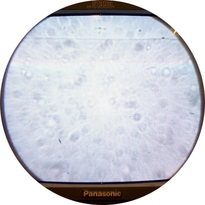 Bacteria repelled by north